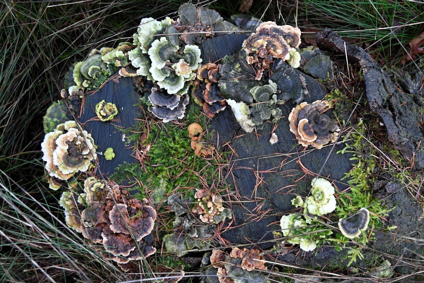 Welke paddestoel is dit?